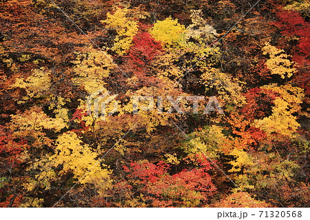 みちのく宮城の秋　鳴子峡の紅葉 71320568