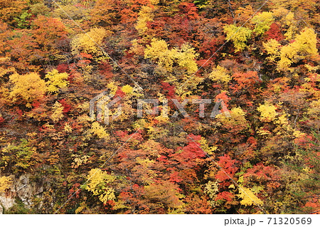 みちのく宮城の秋　鳴子峡の紅葉 71320569