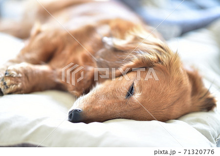 ミニチュアダックス ミニチュアダックス 71320776