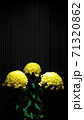 凛とした佇まいの菊の花（富士の輝き、三本立盆養菊作り、大輪、黄色、黒背景、タイトルスペース、縦位置） 71320862