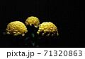凛とした佇まいの菊の花（富士の輝き、三本立盆養菊作り、大輪、黄色、黒背景、タイトルスペース、横位置） 71320863