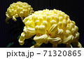 凛とした佇まいの菊（富士の輝き、大輪、黄色、菊の花、三本立盆養菊作り、黒背景、横位置、寄り） 71320865