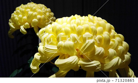 凛とした佇まいの菊(富士の輝き、大輪、黄色、菊の花、三本立盆養菊作り、黒背景、横位置、寄り) 凛とした佇まいの菊(富士の輝き、大輪、黄色、菊の花、三本立盆養菊作り、黒背景、横位置、寄り) 71320865