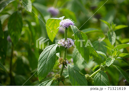 ニホンハッカ 薄荷 の薄紫色の花 日本 秋に撮影 の写真素材