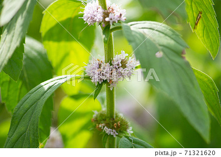 ニホンハッカ 薄荷 の薄紫色の花 日本 秋に撮影 の写真素材