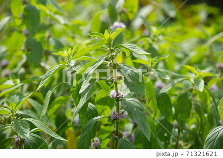 ニホンハッカ(薄荷)の薄紫色の花(日本、秋に撮影) ニホンハッカ(薄荷)の薄紫色の花(日本、秋に撮影) 71321621