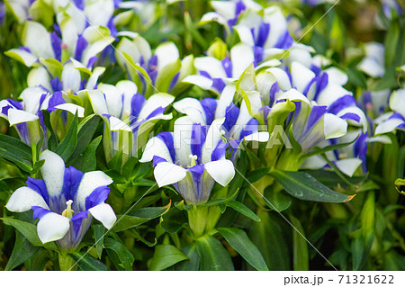 リンドウ 竜胆 学名 Gentiana Scabra 英名 Gentian 白と青のマーの写真素材