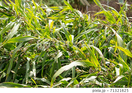 ジュズダマ(数珠玉、英名:Job's tears、 学名:Coix lacryma-jobi)日本 ジュズダマ(数珠玉、英名:Job's tears、 学名:Coix lacryma-jobi)日本 71321625