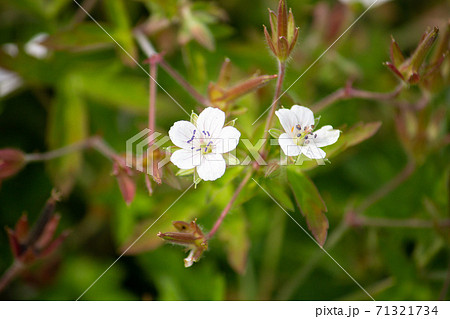 ゲンノショウコ(現の証拠、学名: Geranium thunbergii)、生薬原料、薬草、秋、日本 ゲンノショウコ(現の証拠、学名: Geranium thunbergii)、生薬原料、薬草、秋、日本 71321734