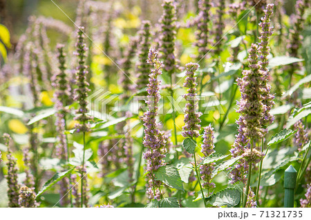 カワミドリ(学名: Agastache rugosa )、別名:ハイソウコウ(排草香)日本、秋 カワミドリ(学名: Agastache rugosa )、別名:ハイソウコウ(排草香)日本、秋 71321735