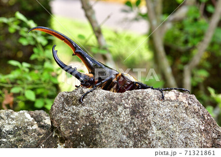 ヘラクレスヘラクレス 71321861