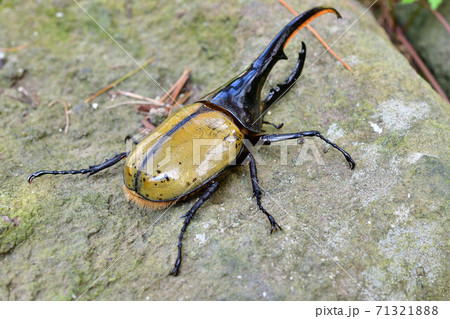 ヘラクレスヘラクレス 71321888