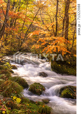青森県 秋の奥入瀬渓流 紅葉と清流の写真素材 7132