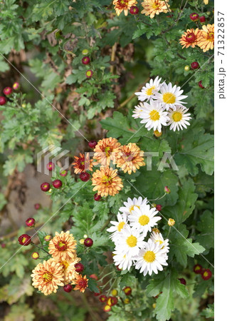 菊の花 71322857