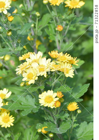 菊の花 71322858