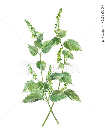 荏胡麻 エゴマ 荏胡麻 エゴマ 71323007