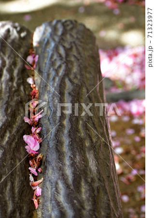 桜チップ 河津桜 桜チップ 河津桜 71323977
