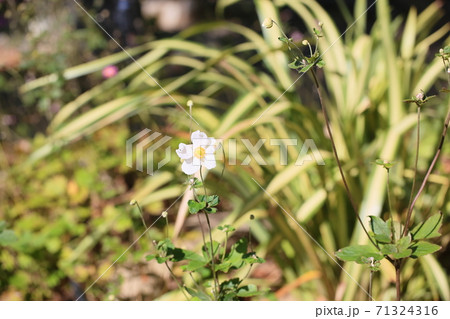 シュウメイギクの花 シュウメイギクの花 71324316