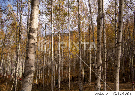 森 白樺 秋 71324935