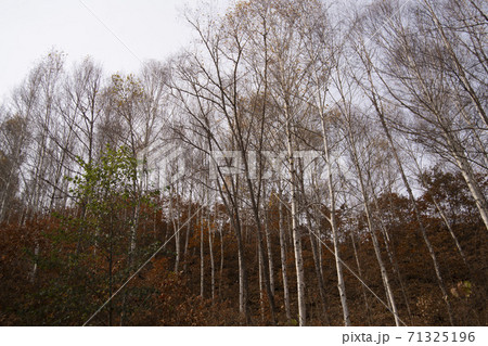森 白樺 秋 71325196