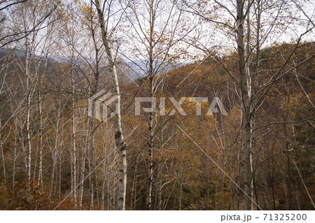 森 白樺 秋 71325200