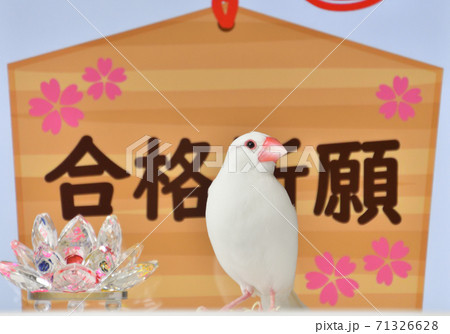 合格祈願&文鳥 合格祈願&文鳥 71326628