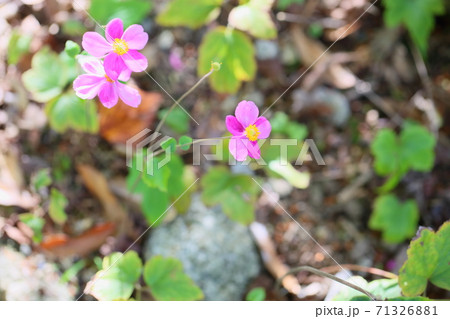 シュウメイギクの花 シュウメイギクの花 71326881