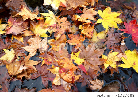 水の中の紅葉 71327088