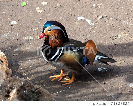 The Mandarin Duck Aix Galericulata The Mandarin Duck Aix Galericulata 71327824