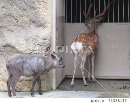 エゾシカとニホンカモシカ エゾシカとニホンカモシカ 71328136