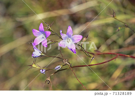 Bellflowers reaching out to the sun 71328189