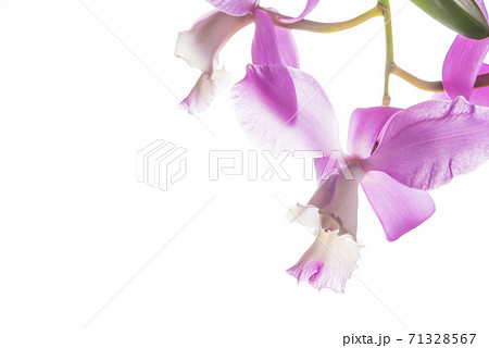 薄紫色のカトレア 白バックの写真素材