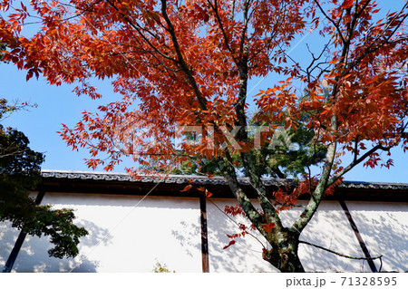 滋賀院門跡 桜の紅葉 71328595