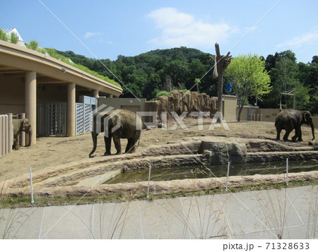 アジアゾウ 71328633