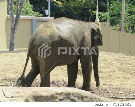 アジアゾウ 71328635