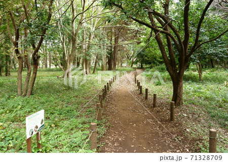 国分寺　武蔵国分寺公園　野鳥の森 71328709