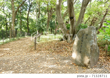 国分寺 武蔵国分寺公園 野鳥の森 国分寺 武蔵国分寺公園 野鳥の森 71328711