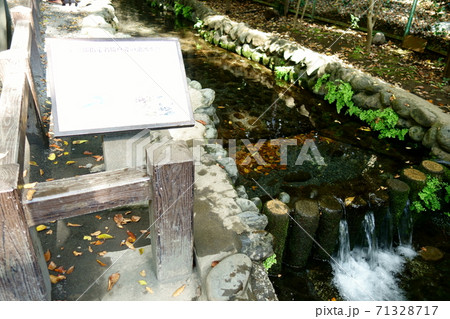 国分寺　お鷹の道　真姿の池湧水群 71328717