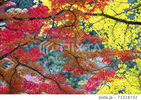 紅葉・秋 71328732