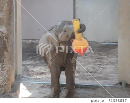 アジアゾウ アジアゾウ 71328857