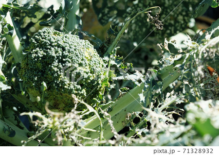 虫食いにあうブロッコリーの葉 71328932