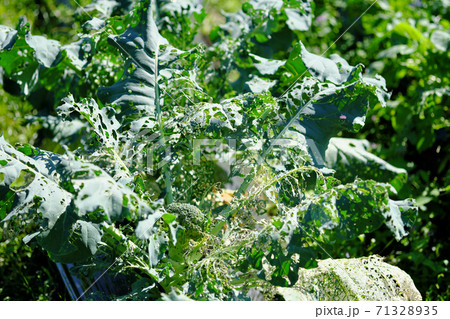 虫食いにあったボロボロのブロッコリーの写真素材