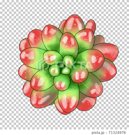 彩虹球肉質植物 彩虹球肉質植物 71328976