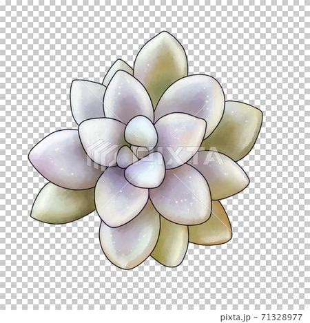 姫秋麗　多肉植物 71328977