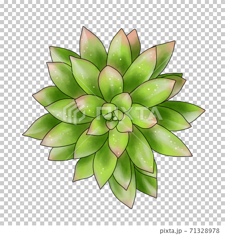 藍藻多肉植物 藍藻多肉植物 71328978