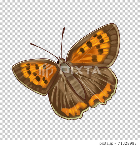 リアル調蝶々ベニシジミ リアル調蝶々ベニシジミ 71328985