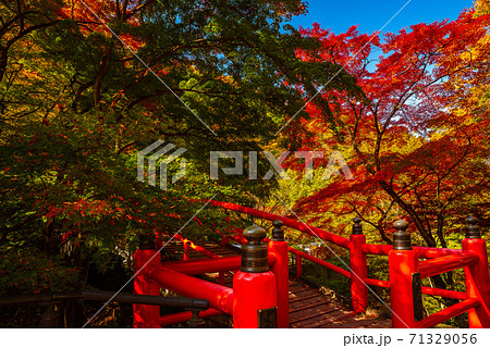 伊香保温泉・河鹿橋と紅葉【群馬県】 伊香保温泉・河鹿橋と紅葉【群馬県】 71329056