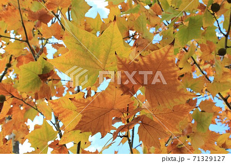 快晴の下 プラタナスの紅葉の写真素材