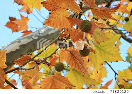 快晴の下 プラタナスの紅葉と実の写真素材