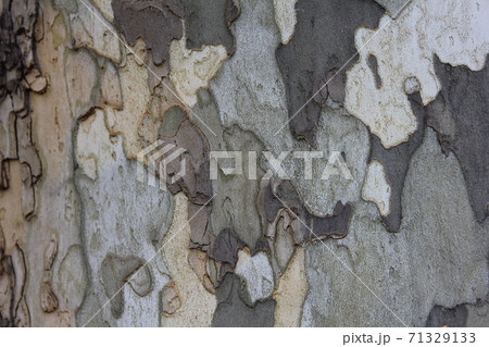 迷彩柄のような木肌：プラタナス 71329133